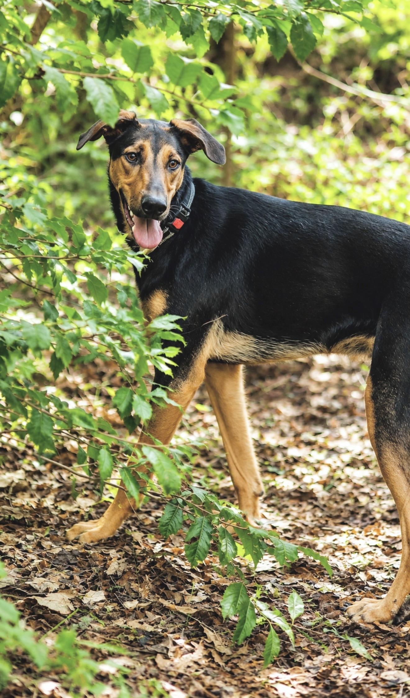 Kirk, a Adoptable mixed breed in Thurmont, MD image 2/6