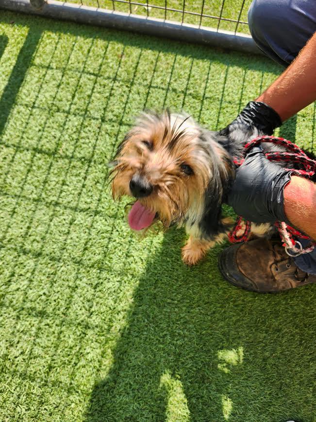 Enlarge Gizmo, an adopted Yorkshire Terrier in Hopkinsville, KY image 2/2
