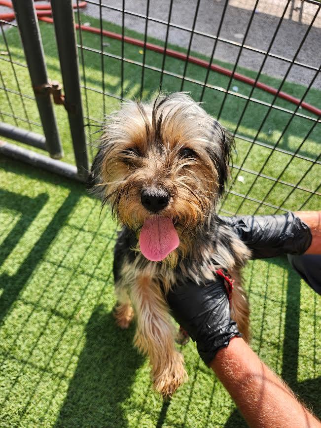 Gizmo, adopted, Puppy Male Yorkshire Terrier.