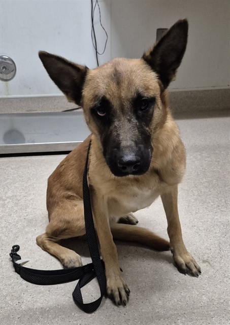 Remmington -- URGENT!! OUT OF TIME!!