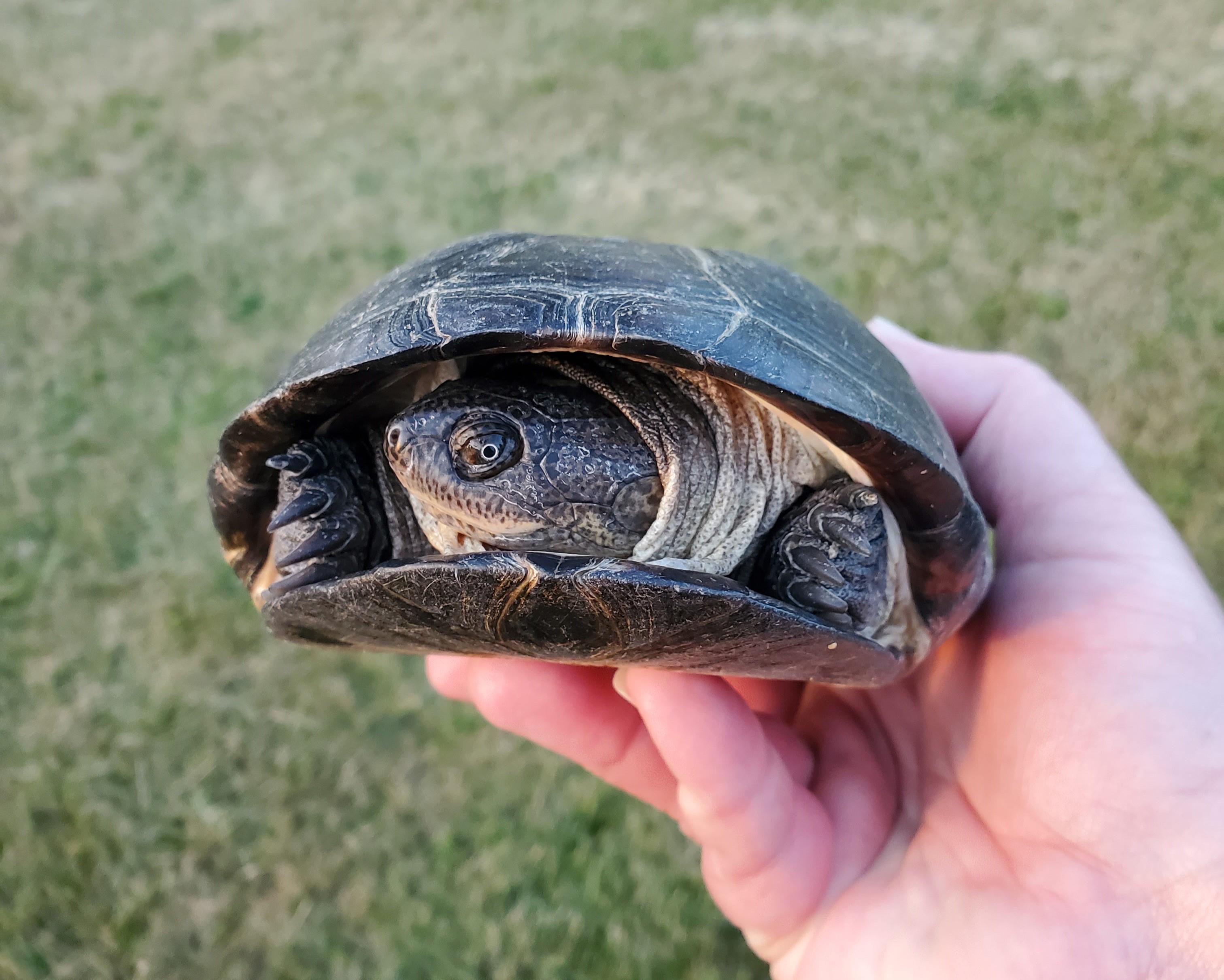 Adira Sideneck (water turtle), Adoptable, Adult Female Turtle.