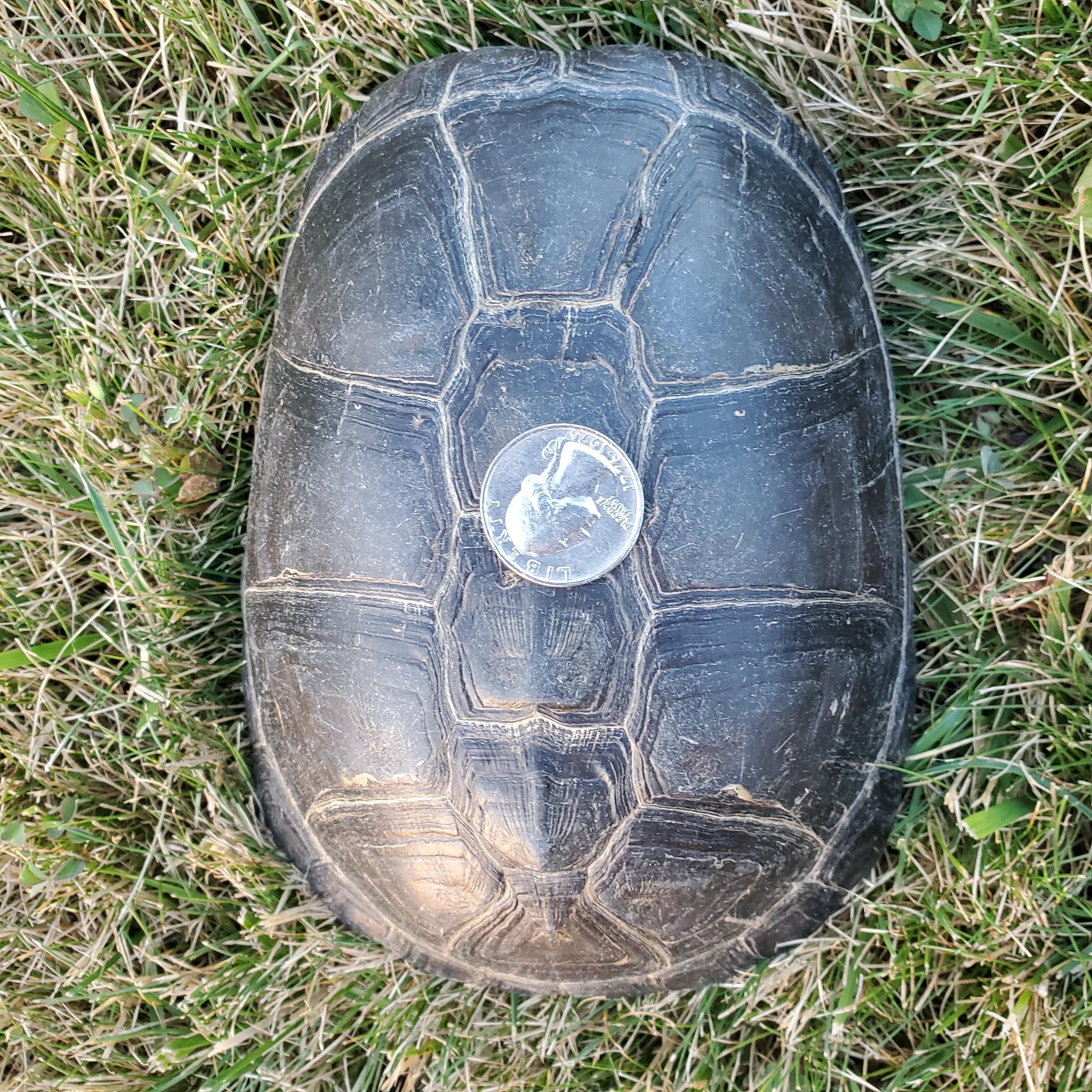 Adira Sideneck (water turtle), a Adoptable Turtle in Reston, VA image 2/2