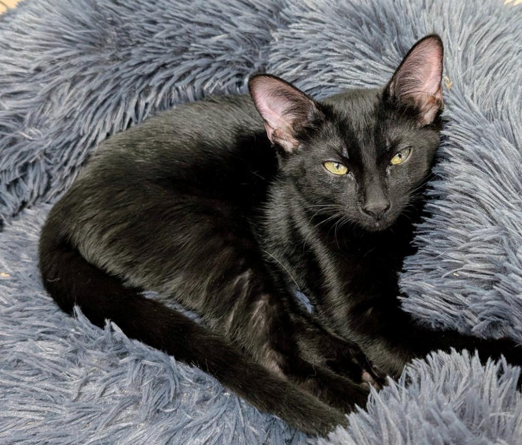 Enlarge Jetta, a Adoptable mixed breed in Peoria, AZ image 1/2