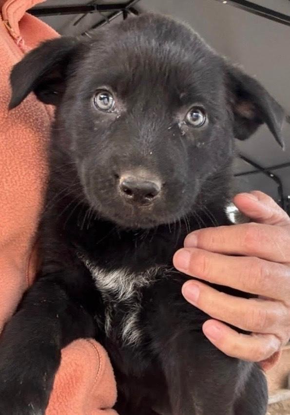 Enlarge Amber, a Adoptable mixed breed in Vancouver, WA image 1/1