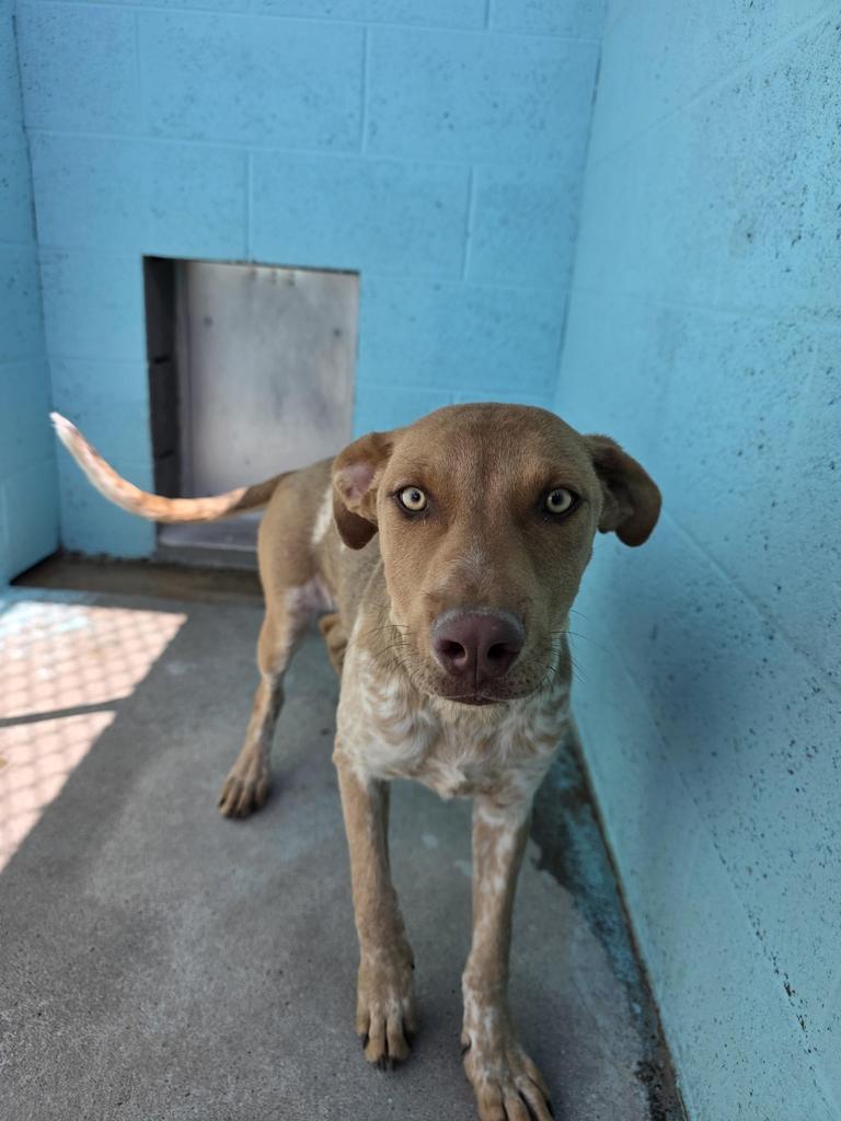 Yippee, Adoptable, Puppy Female Mixed Breed.