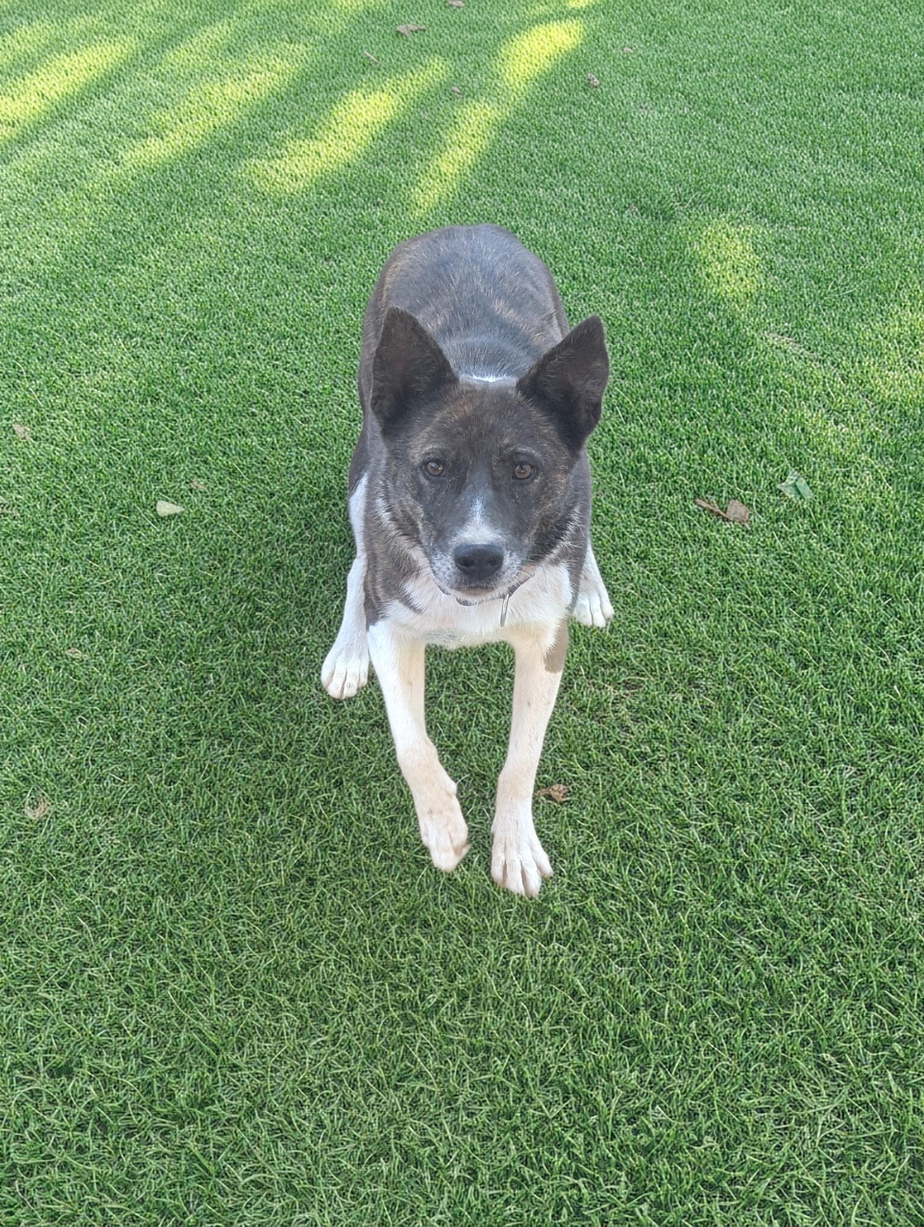 Enlarge Pepper, a Adoptable mixed breed in COEUR D ALENE, ID image 5/6