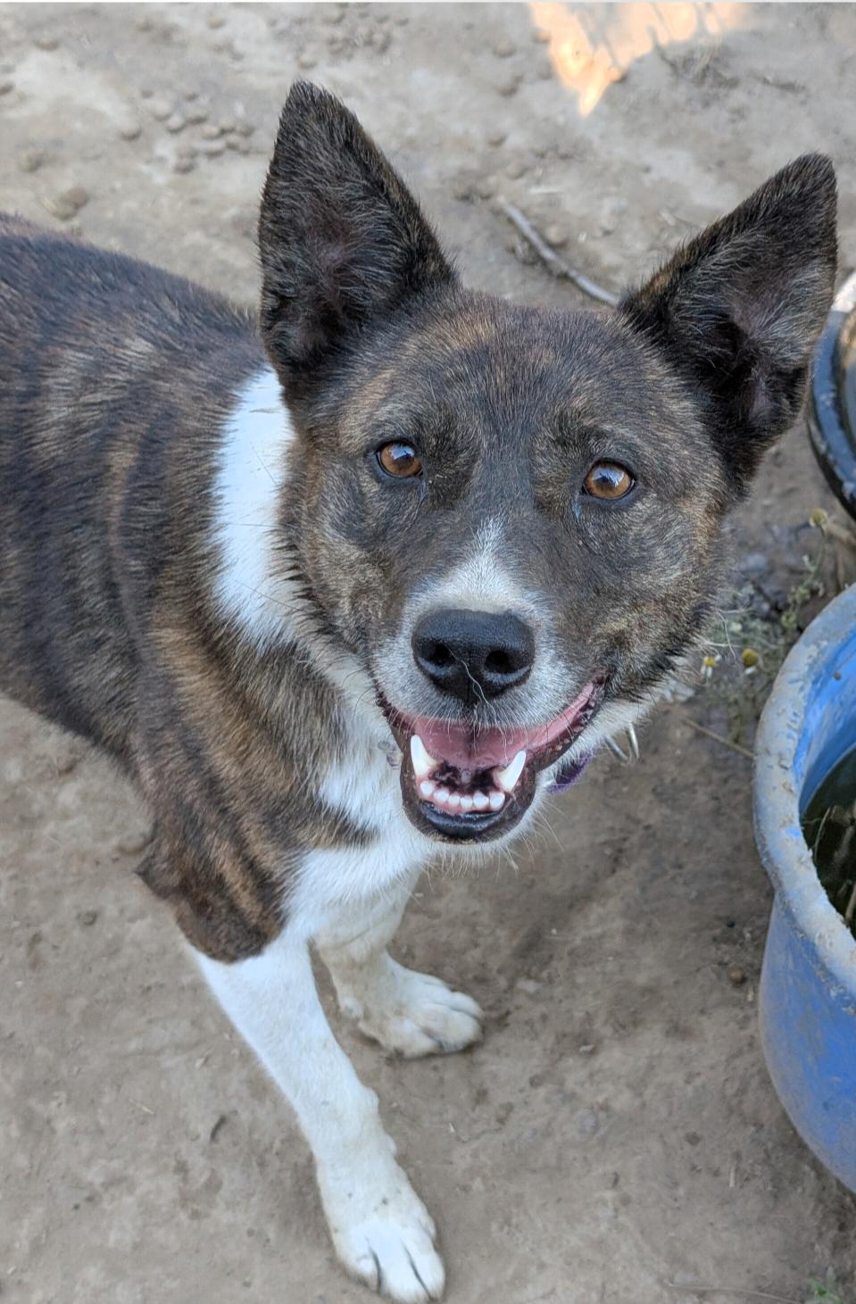 Enlarge Pepper, a Adoptable mixed breed in COEUR D ALENE, ID image 1/6
