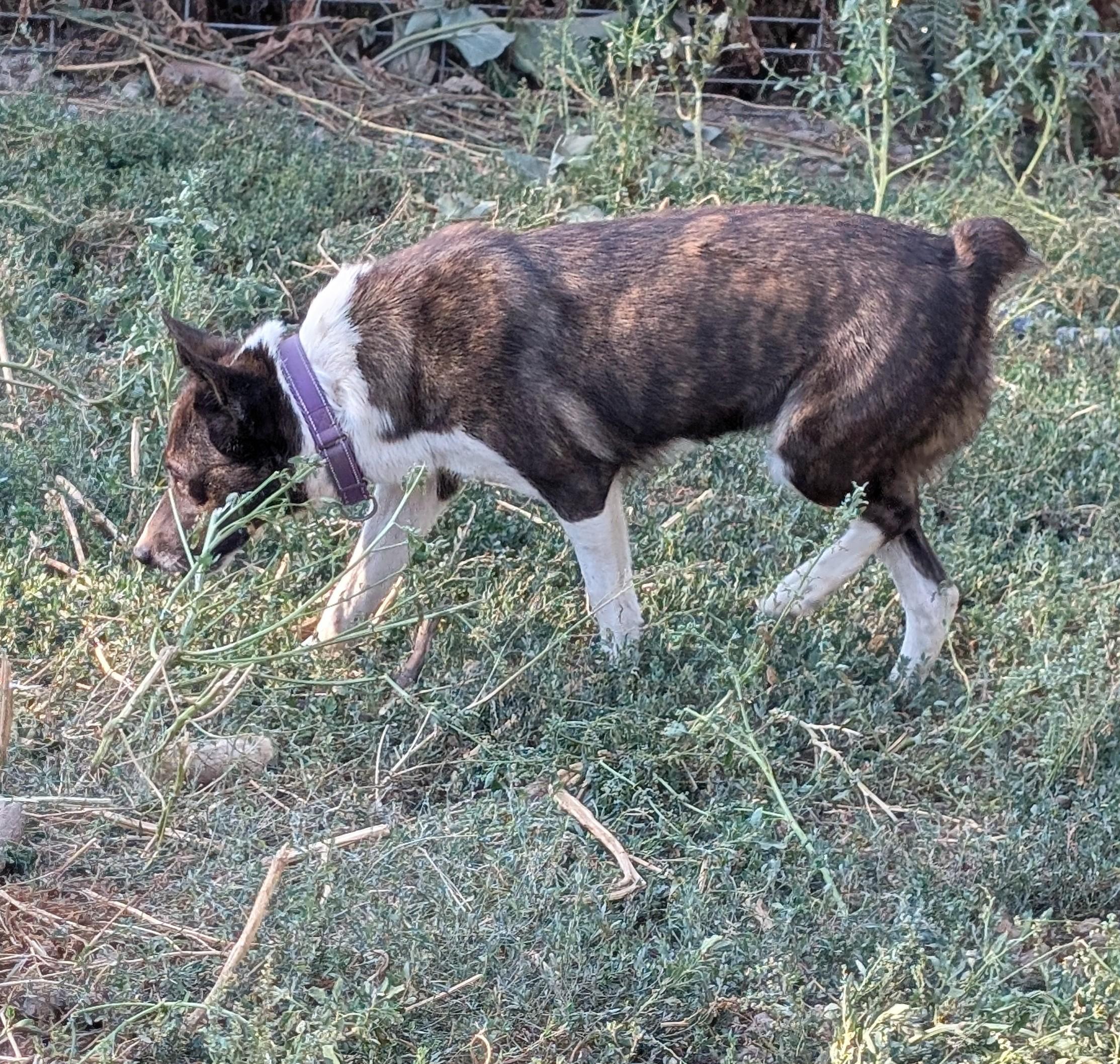 Enlarge Pepper, a Adoptable mixed breed in COEUR D ALENE, ID image 4/6