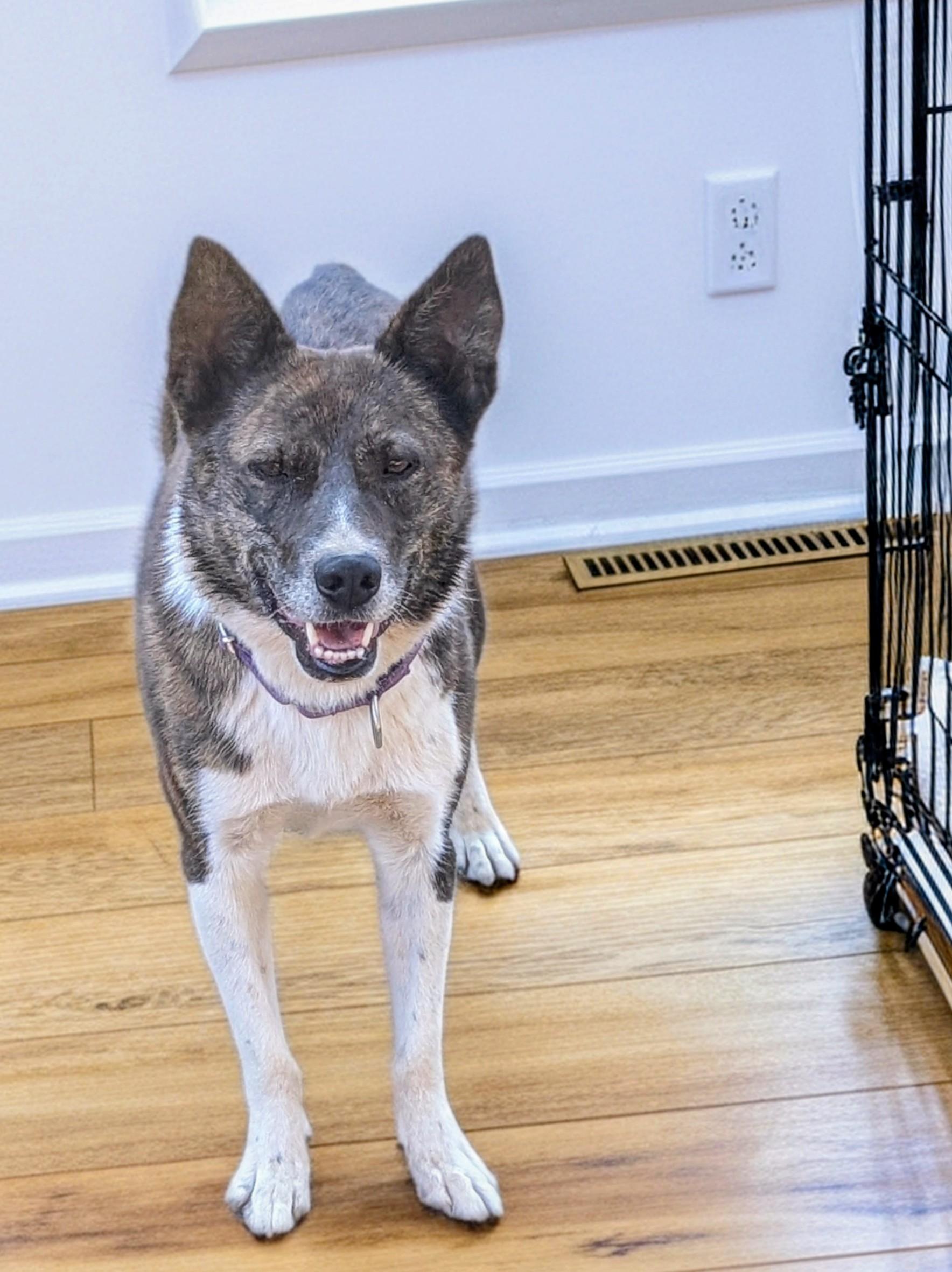 Enlarge Pepper, a Adoptable mixed breed in COEUR D ALENE, ID image 6/6