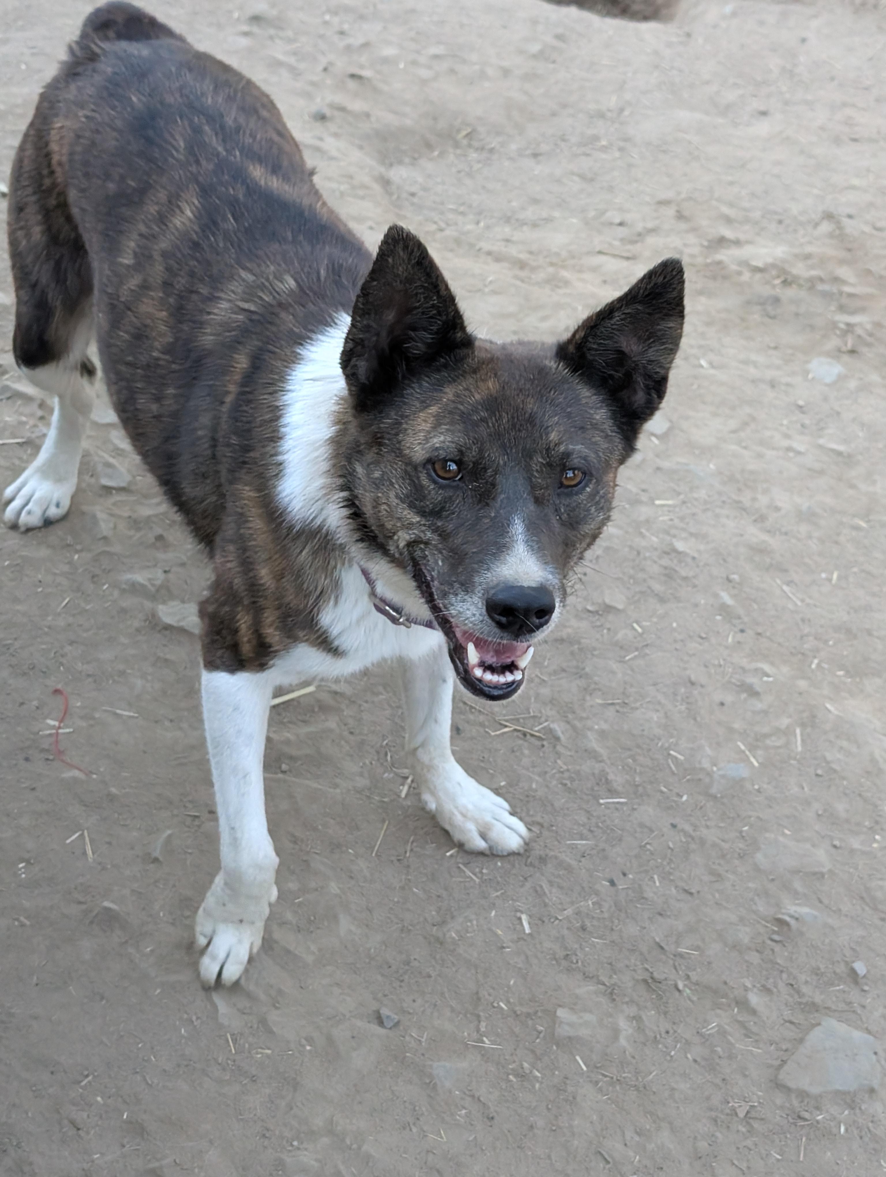 Enlarge Pepper, a Adoptable mixed breed in COEUR D ALENE, ID image 2/6