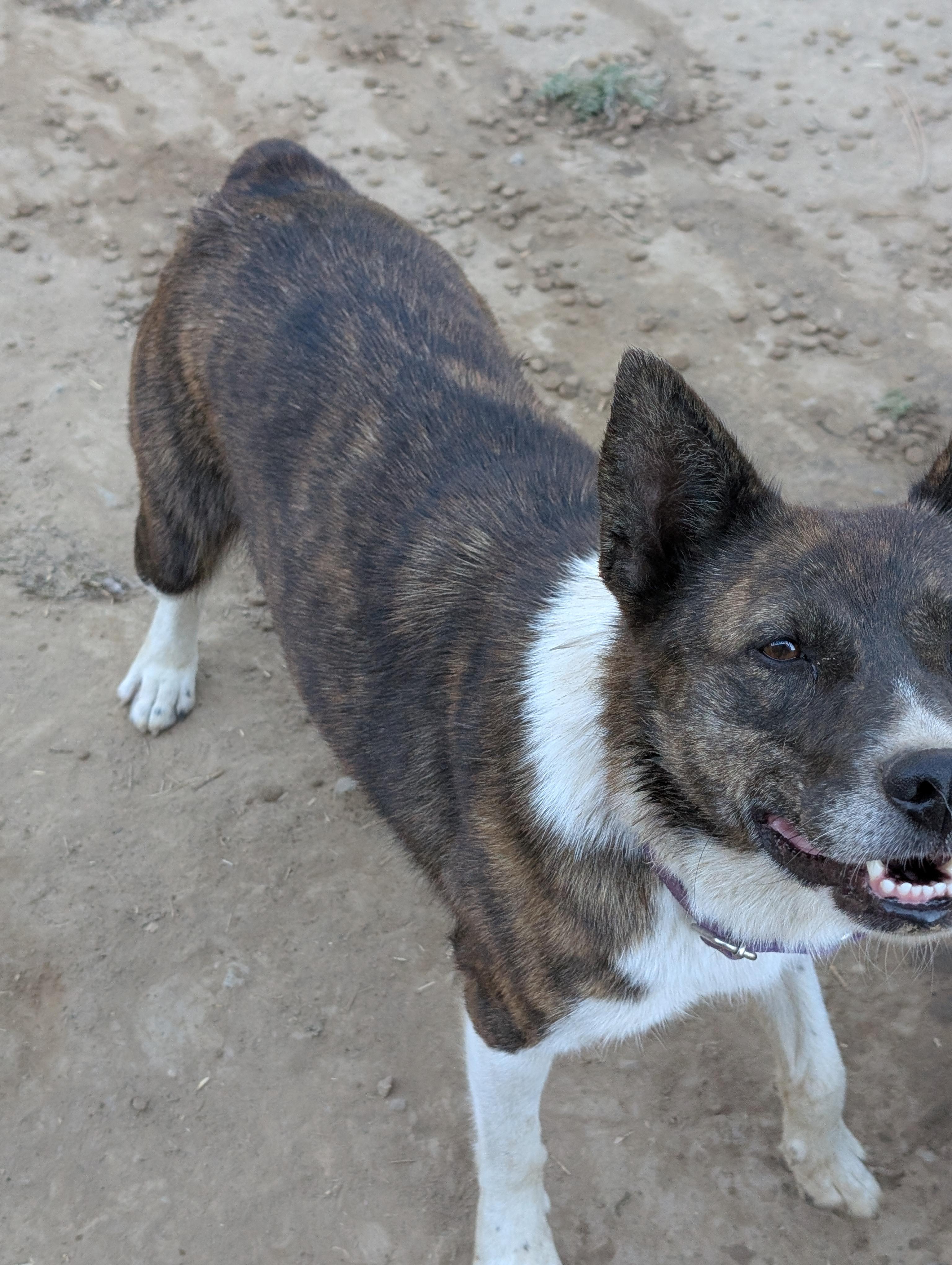 Enlarge Pepper, a Adoptable mixed breed in COEUR D ALENE, ID image 3/6