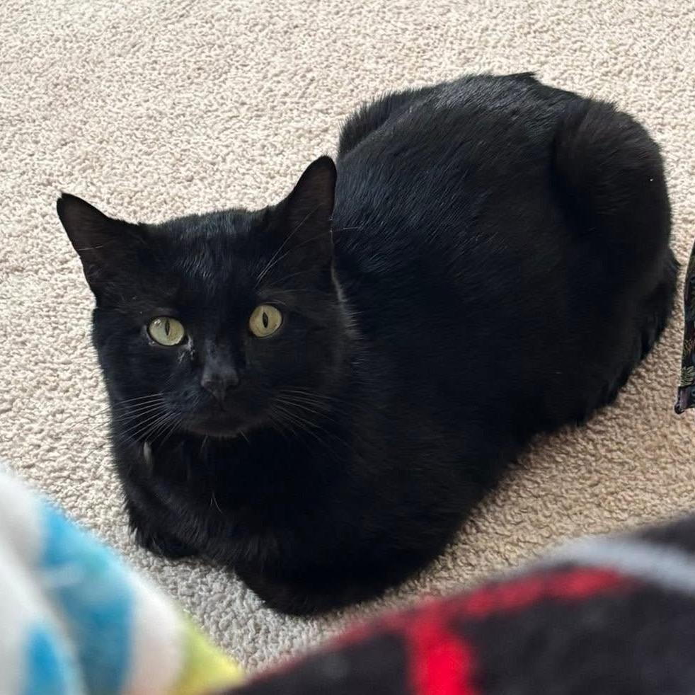 Stinger, Adoptable, Adult Male Domestic Short Hair.