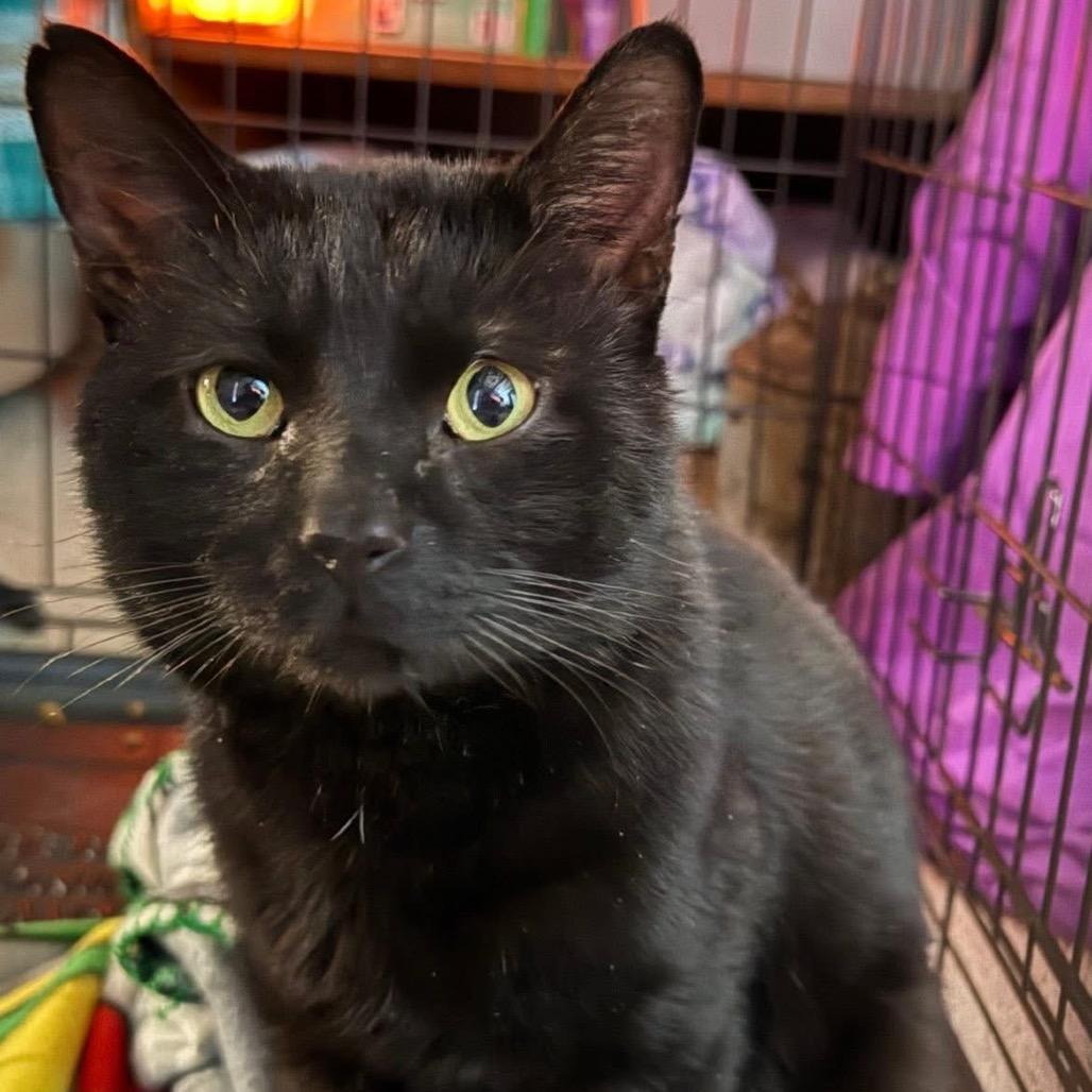 Enlarge Stinger, a Adoptable Domestic Short Hair in Parkersburg, WV image 2/2