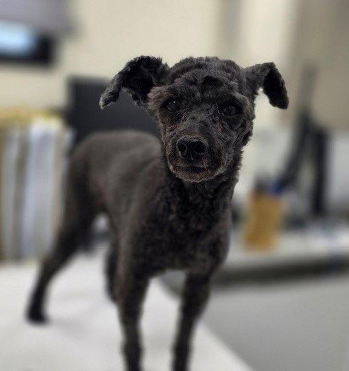 DREAMIE, Adoptable, Adult Female Poodle.