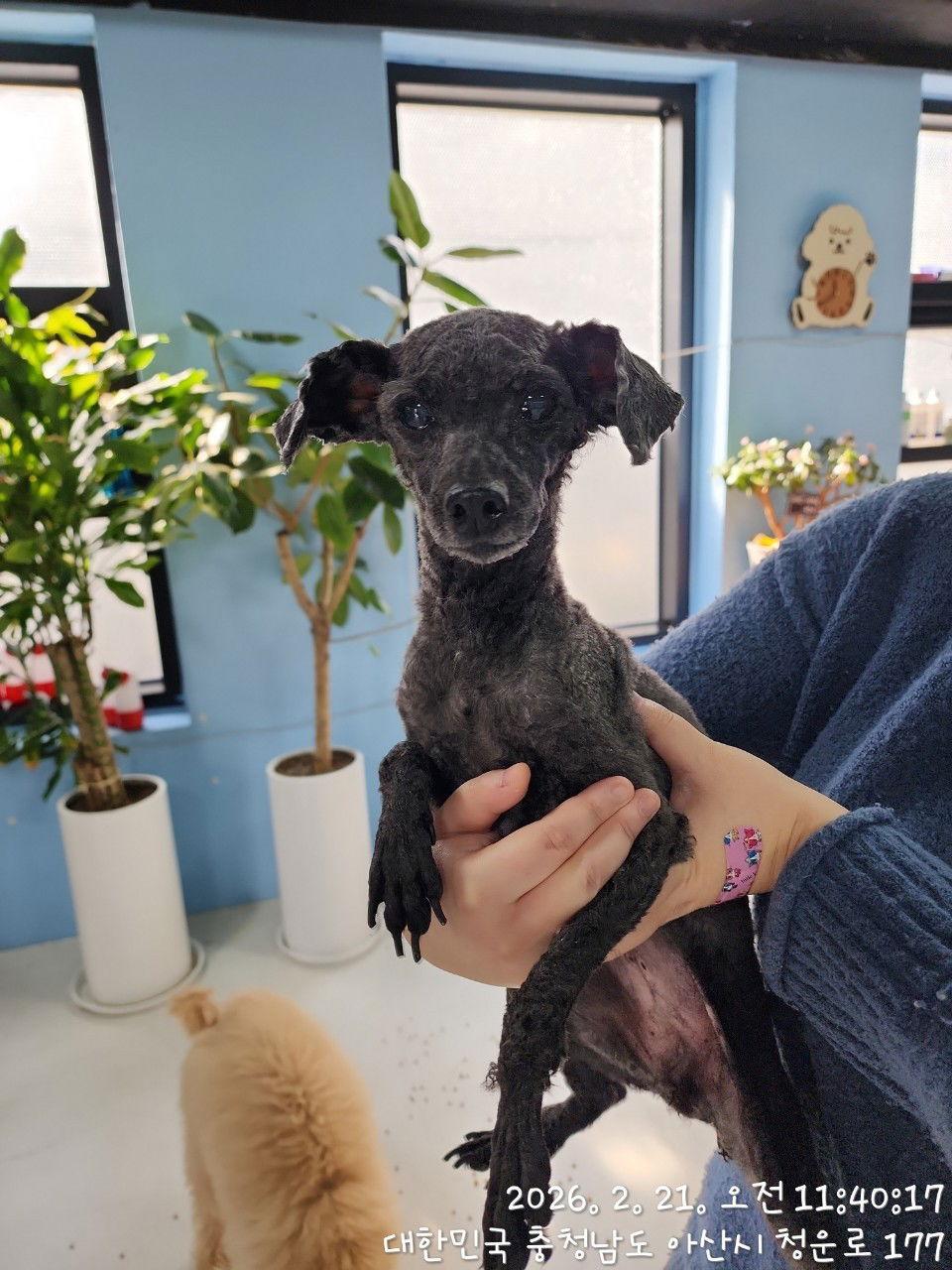 Enlarge DREAMIE, a Adoptable Poodle in Agoura Hills, CA image 2/2