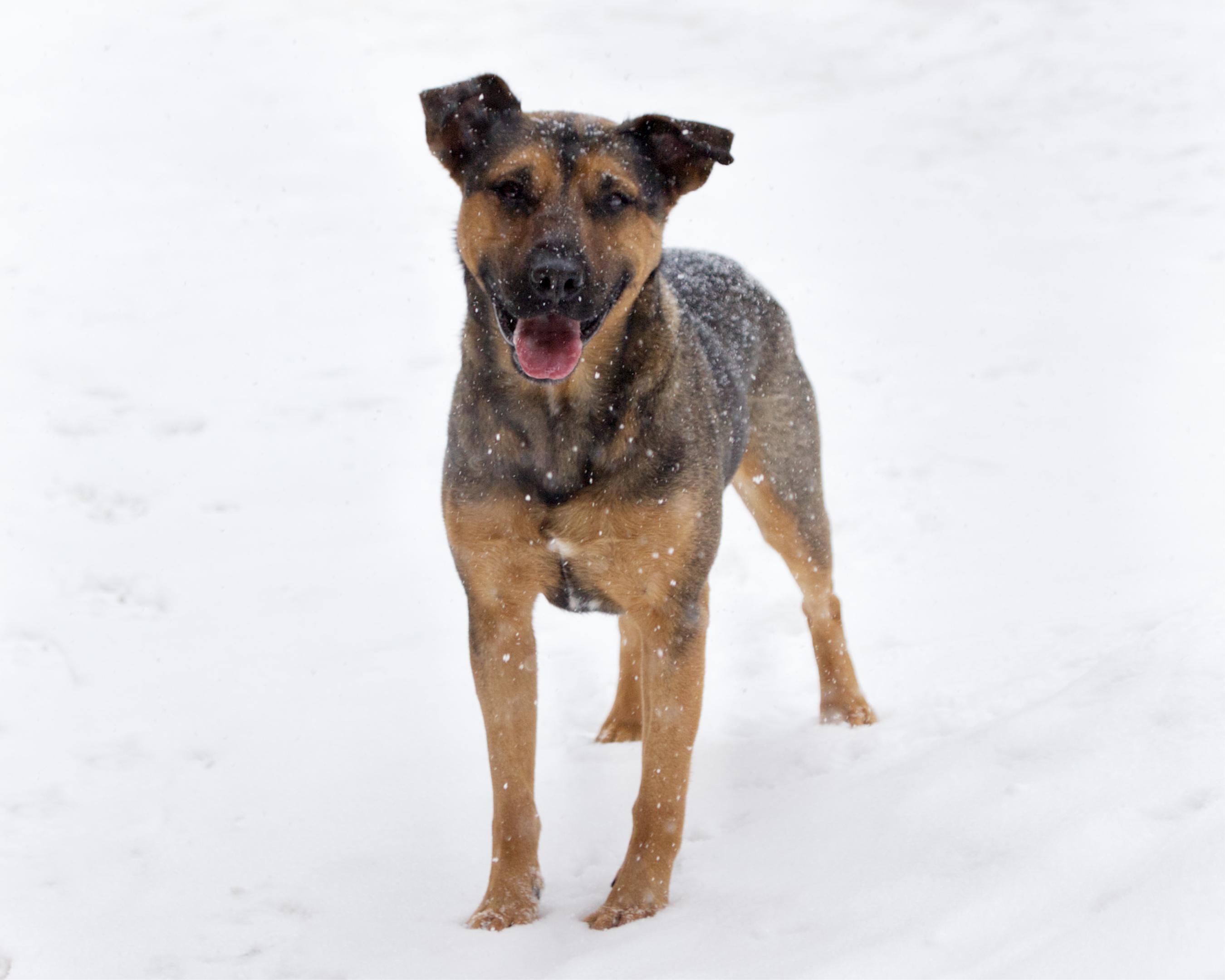 Enlarge Harry, an adoptable mixed breed in Winnipeg, MB image 2/3