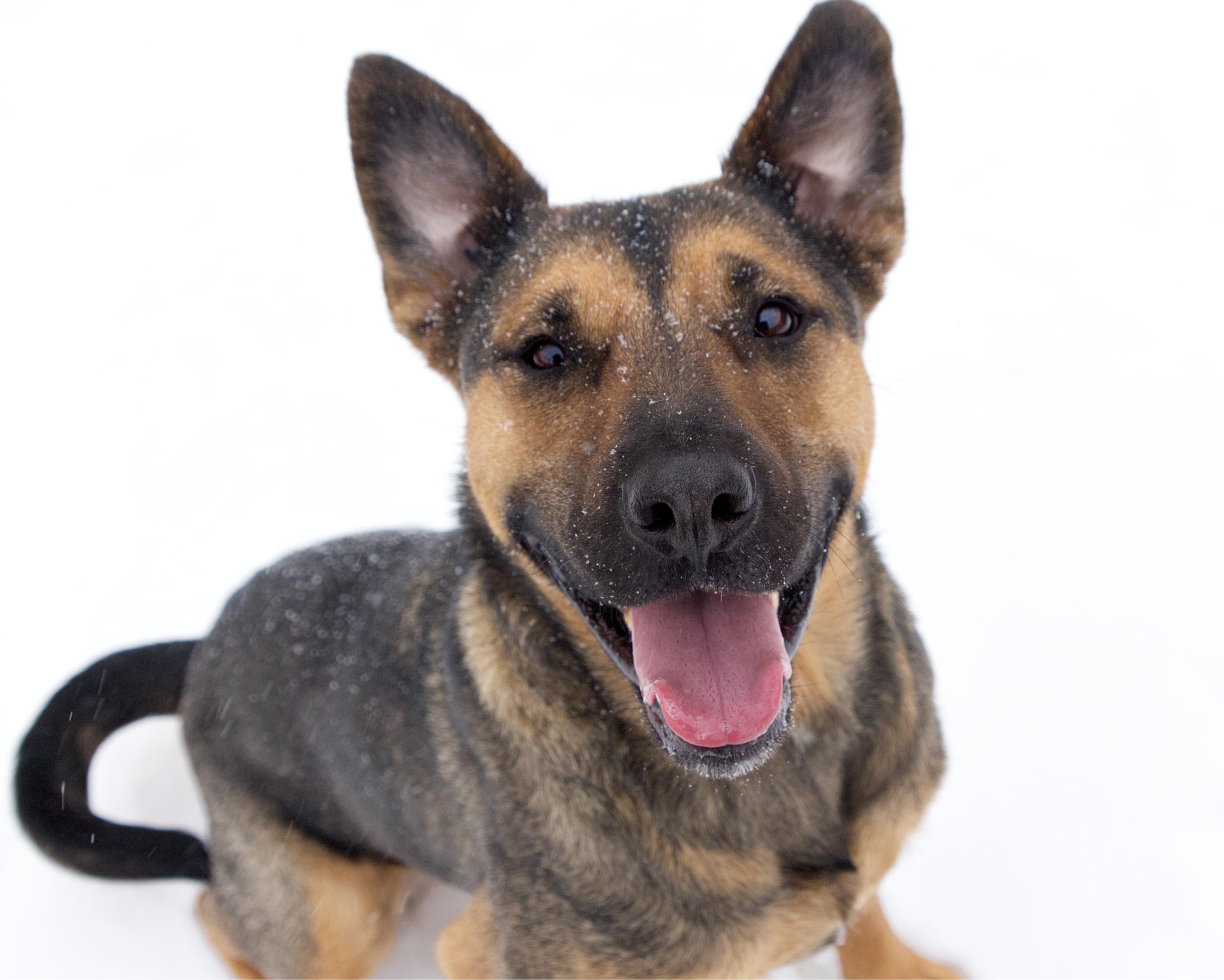 Harry, adoptable, Adult Male German Shepherd Dog.