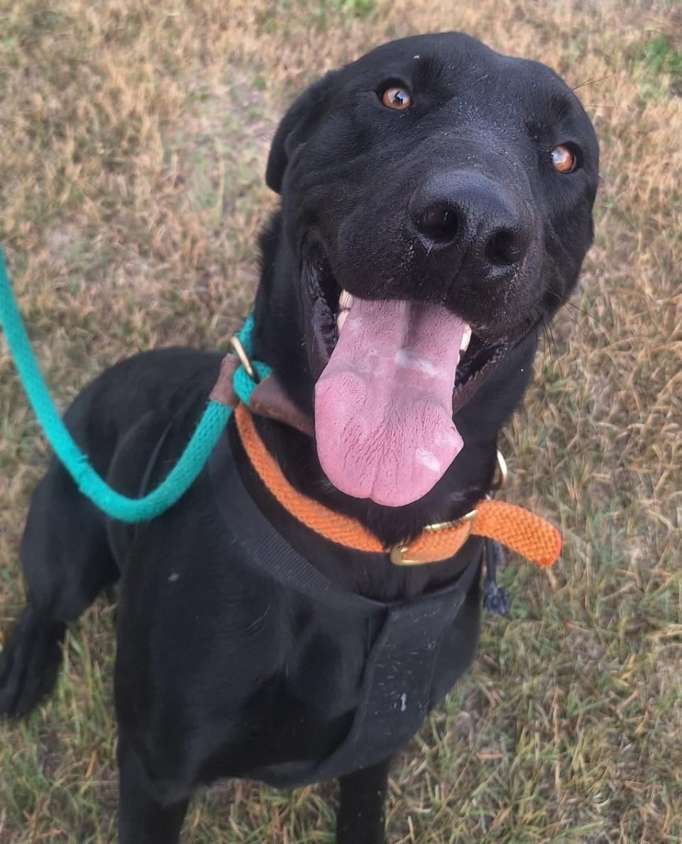 Lupin, a Adoptable Labrador Retriever in Chappell, NE image 1/3