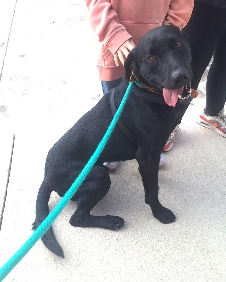 Lupin, a Adoptable Labrador Retriever in Chappell, NE image 2/3