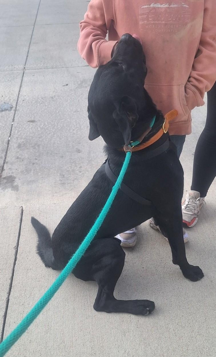 Lupin, a Adoptable Labrador Retriever in Chappell, NE image 3/3