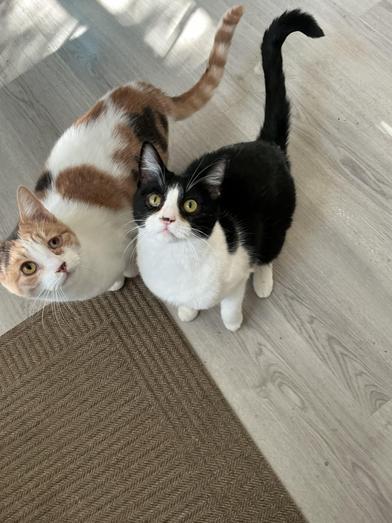 Cali — thumbnail 2