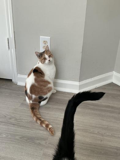 Cali — thumbnail 3