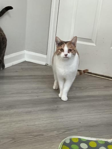 Cali — thumbnail 4