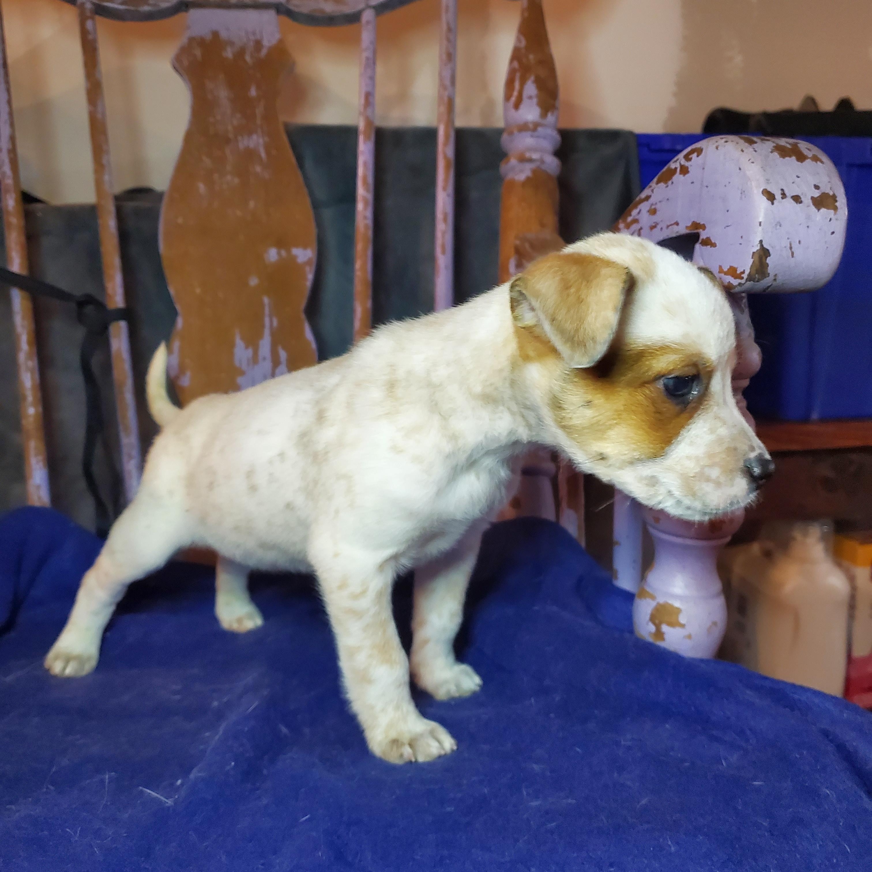 Enlarge Carole , a Adoptable mixed breed in Blairstown, NJ image 3/6