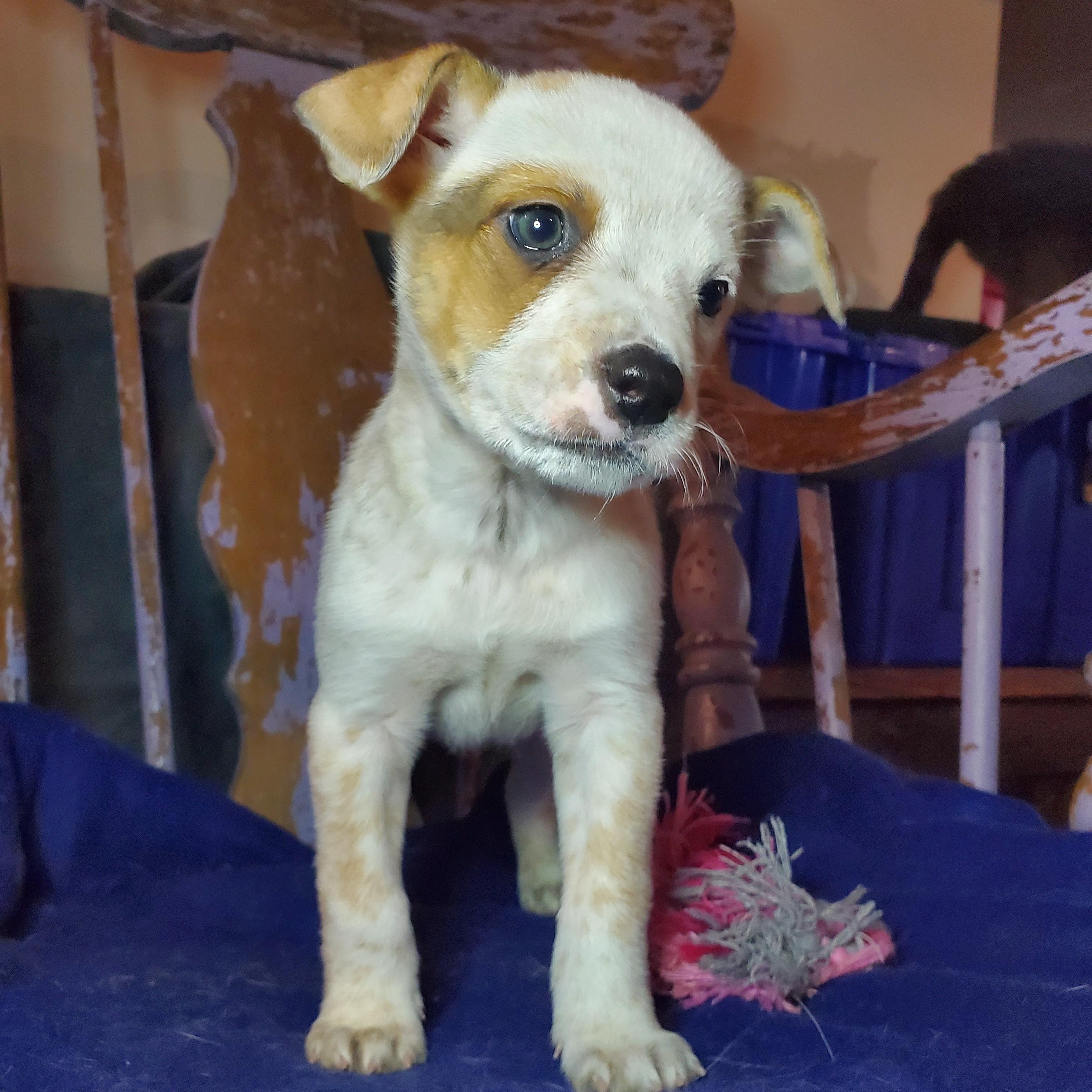 Enlarge Carole , a Adoptable mixed breed in Blairstown, NJ image 4/6