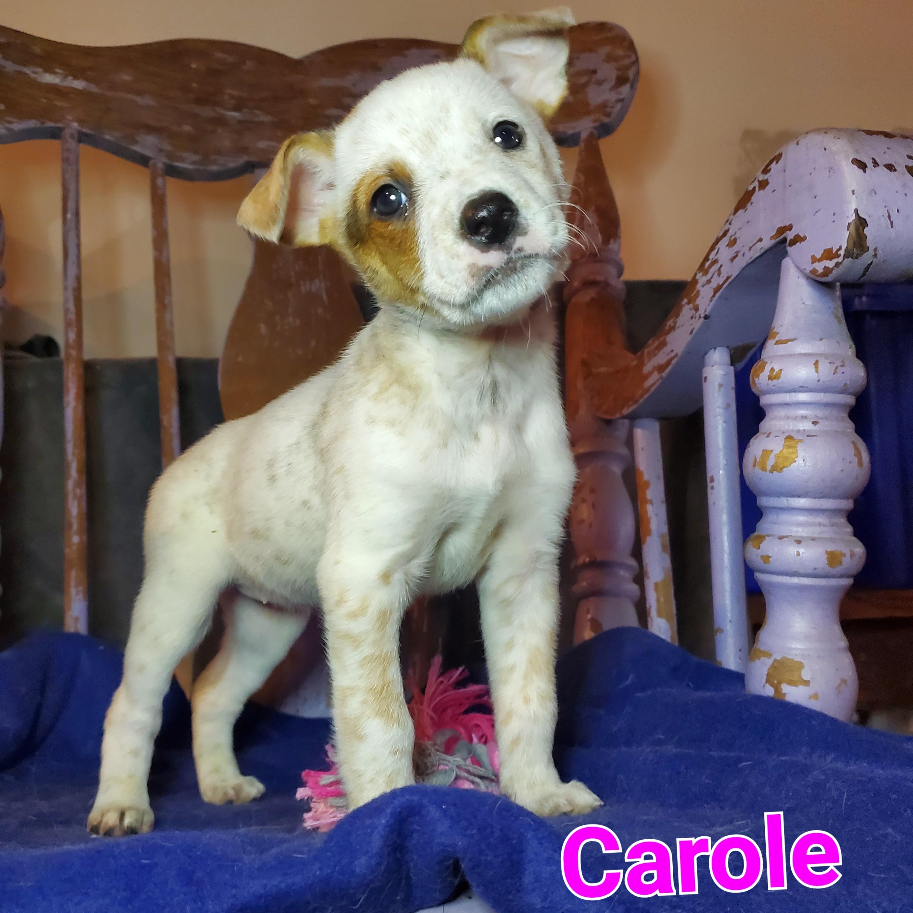 Carole , Adoptable, Puppy Female American Staffordshire Terrier & Australian Cattle Dog / Blue Heeler.