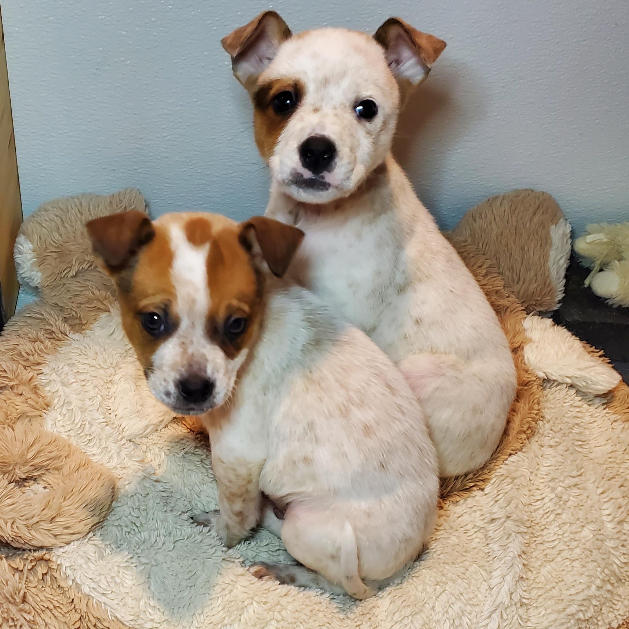 Enlarge Carole , a Adoptable mixed breed in Blairstown, NJ image 5/6