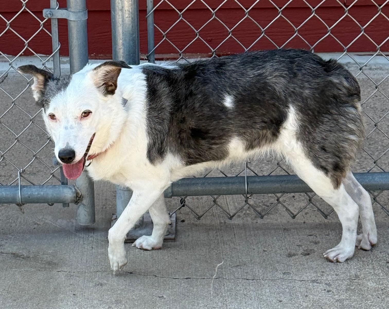 Blossom, Adoptable, Adult Female Australian Shepherd.