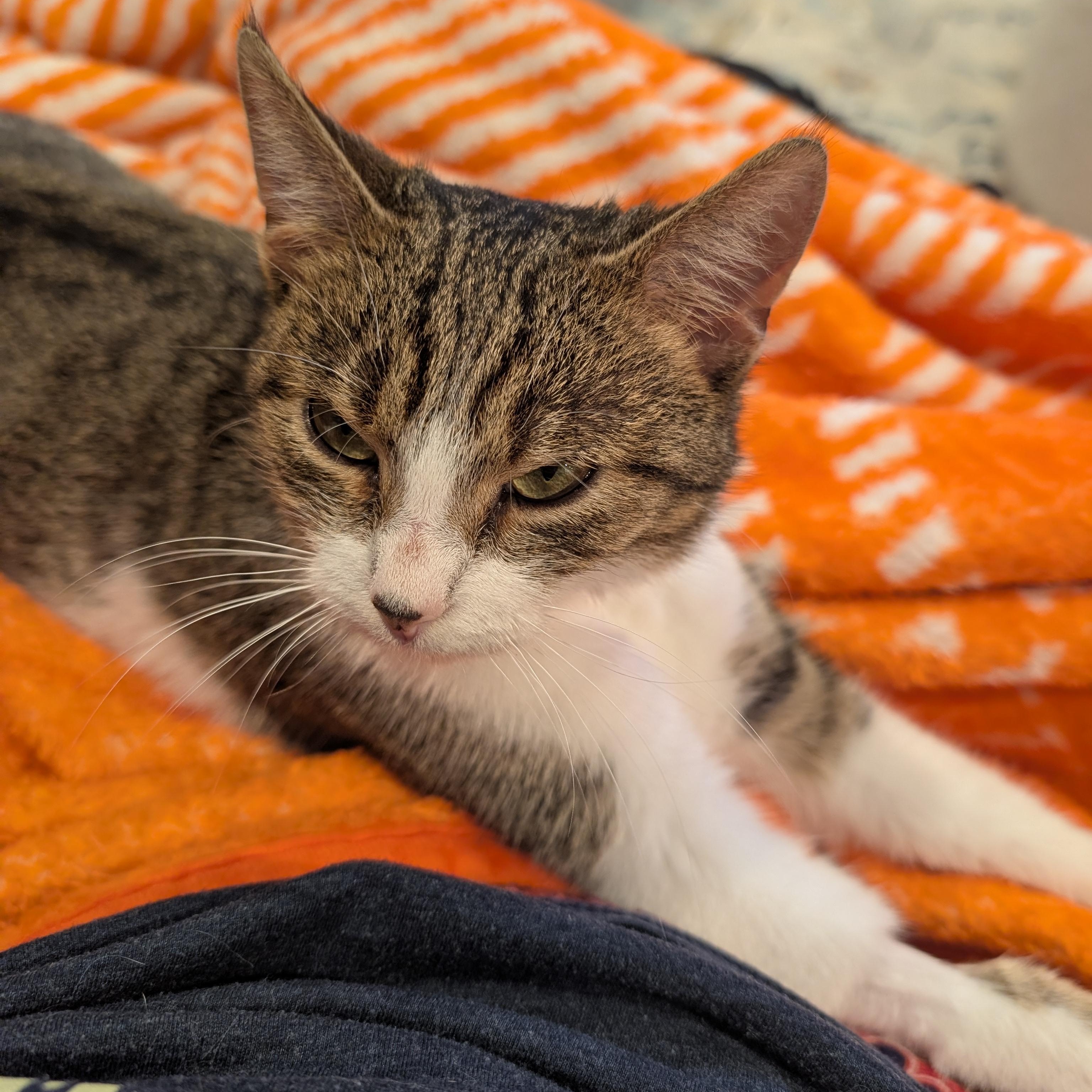 Enlarge Lucille , a ADOPTABLE Domestic Short Hair in Columbus , OH image 4/6