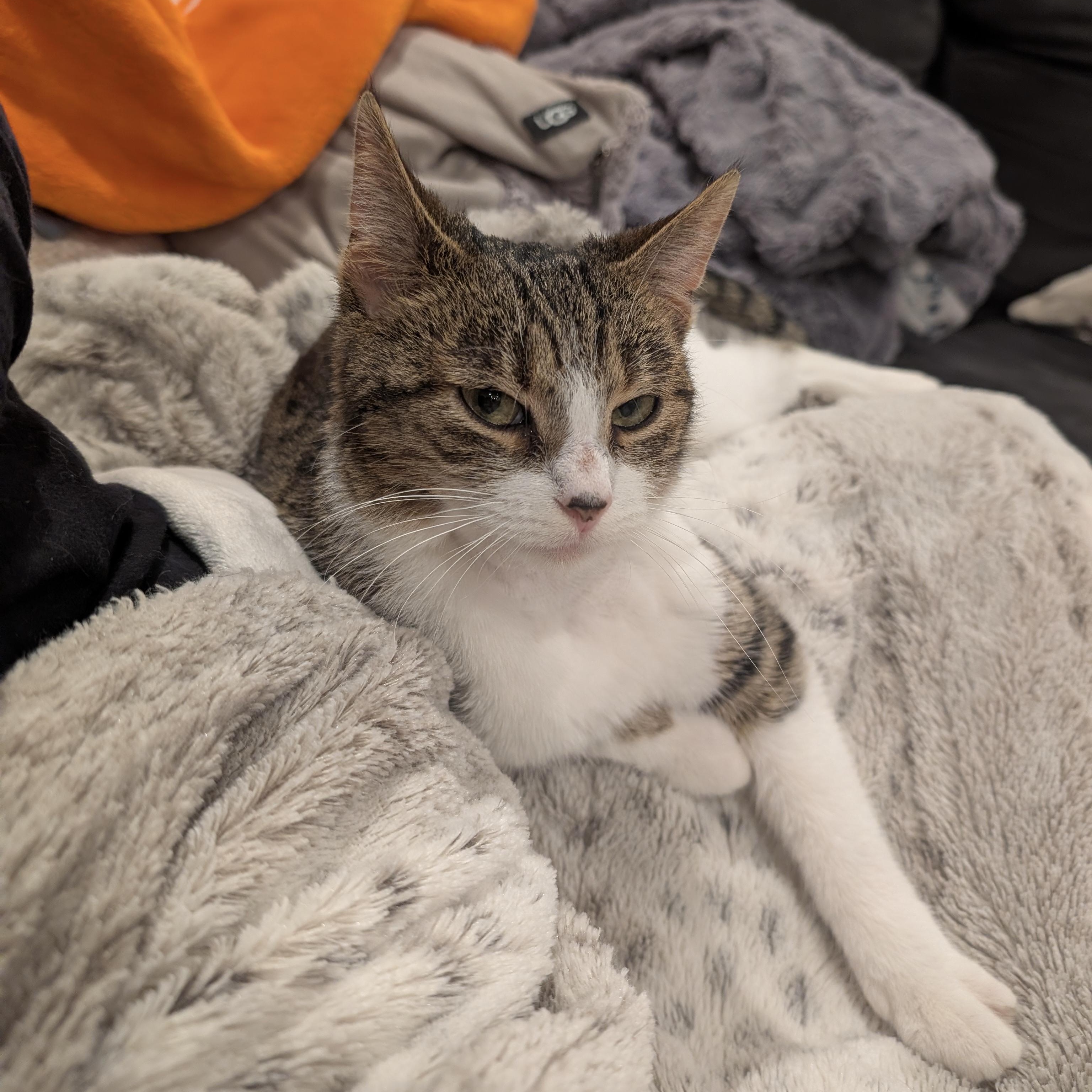 Lucille , ADOPTABLE, Young Female Domestic Short Hair.