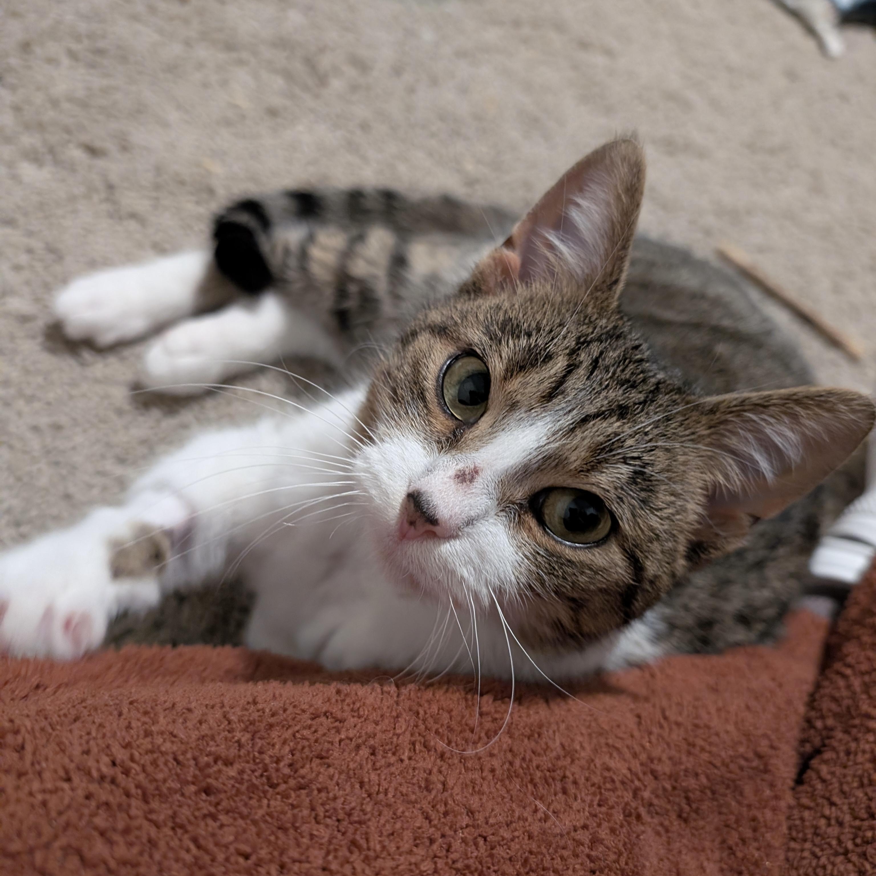 Enlarge Lucille , a ADOPTABLE Domestic Short Hair in Columbus , OH image 3/6