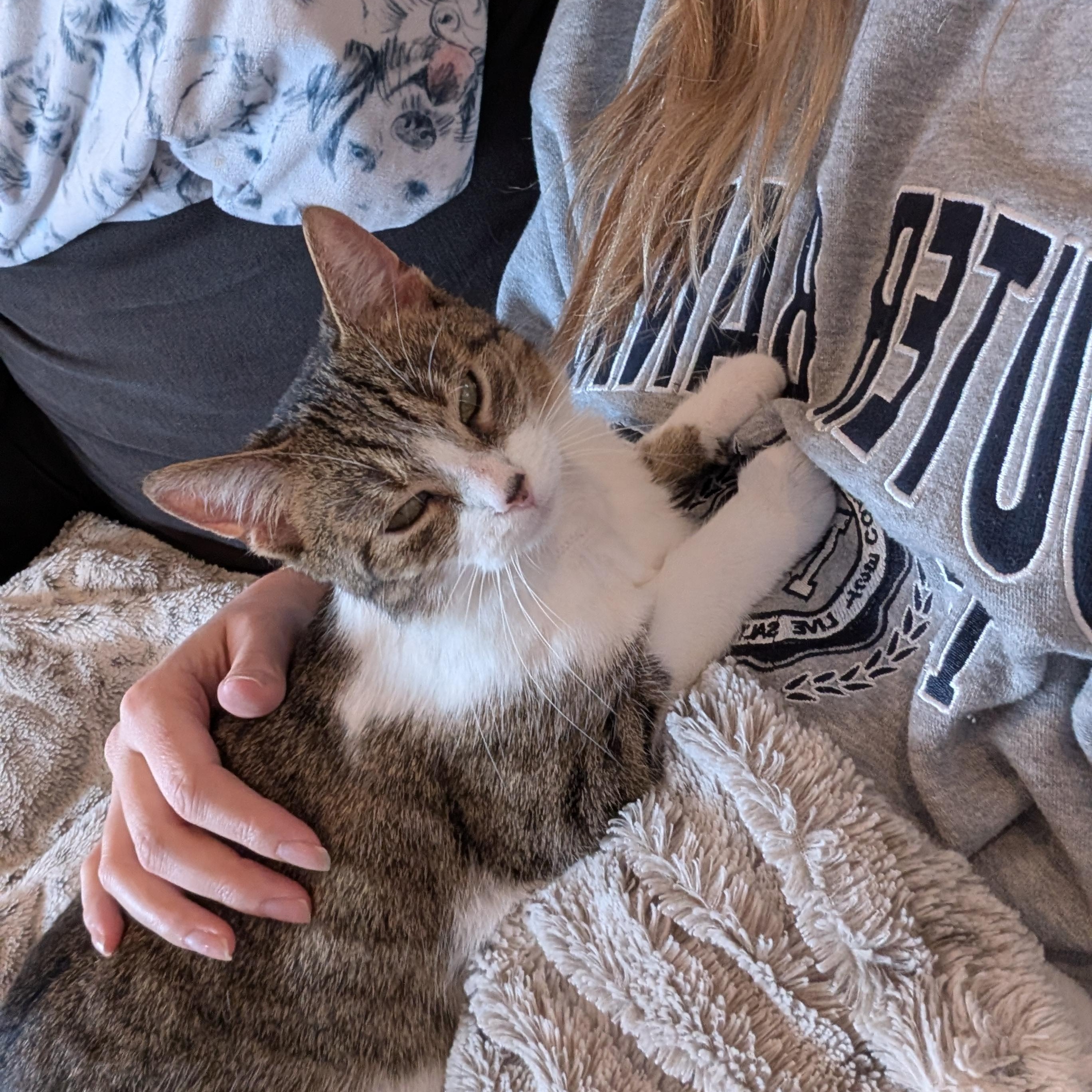 Enlarge Lucille , a ADOPTABLE Domestic Short Hair in Columbus , OH image 2/6