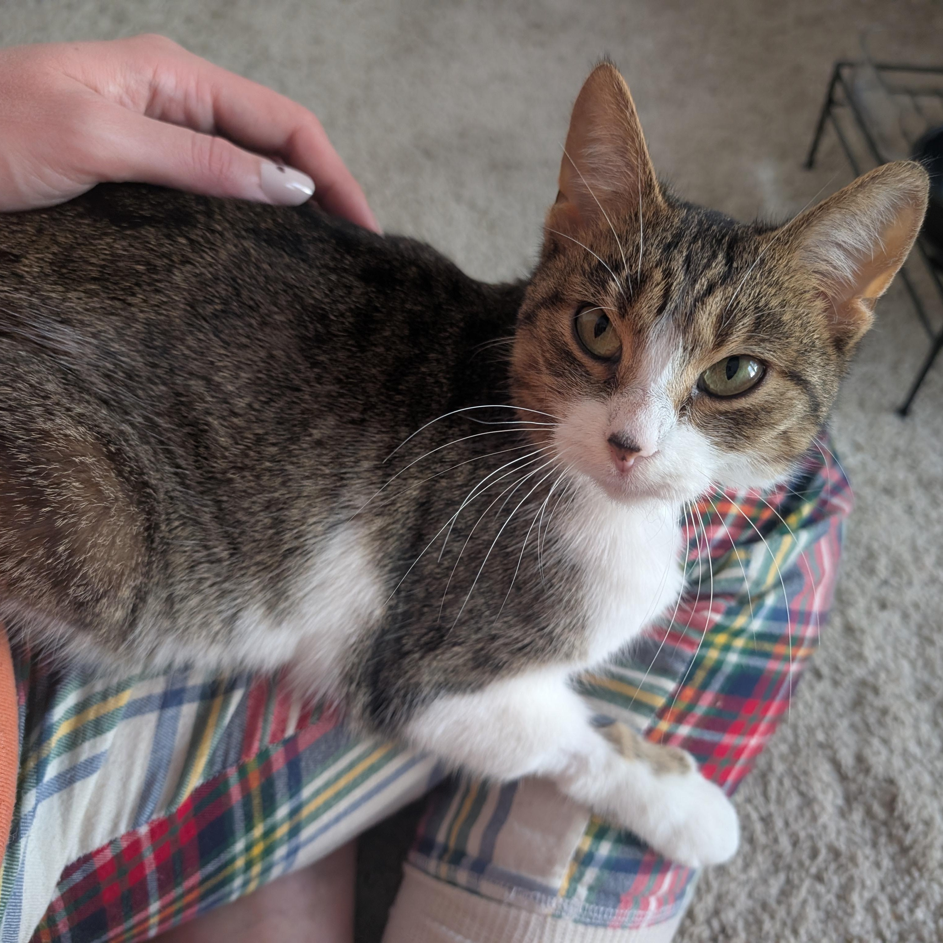 Enlarge Lucille , a ADOPTABLE Domestic Short Hair in Columbus , OH image 5/6