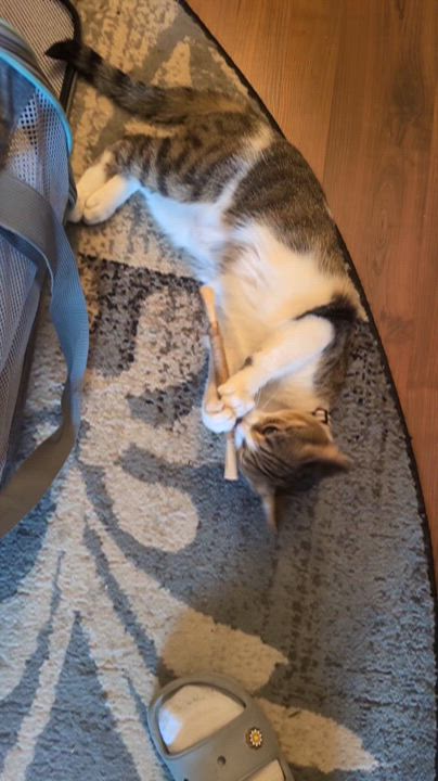 Enlarge Lucille , a ADOPTABLE Domestic Short Hair in Columbus , OH video 6/6