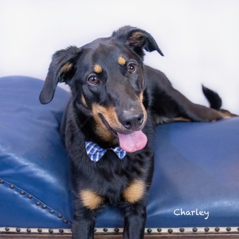 Charley