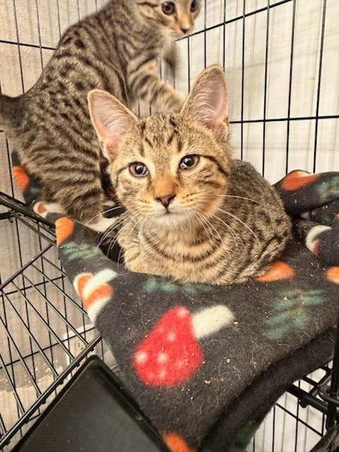 Enlarge Bingo, a Adopted mixed breed in Randolph, AL image 4/4