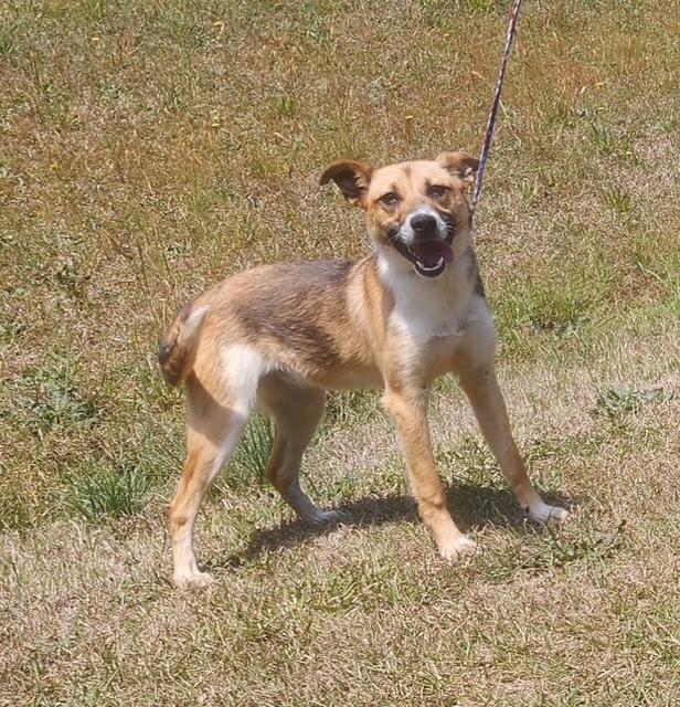 Enlarge Kelly, a ADOPTABLE mixed breed in Manhasset, NY image 2/6