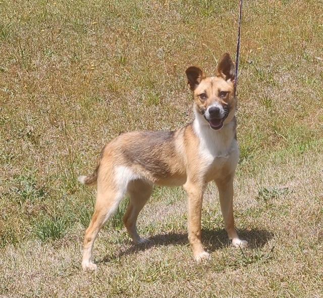 Enlarge Kelly, a ADOPTABLE mixed breed in Manhasset, NY image 1/6