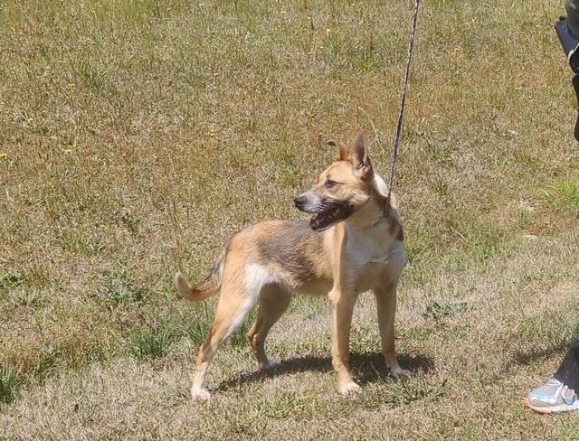 Enlarge Kelly, a ADOPTABLE mixed breed in Manhasset, NY image 6/6