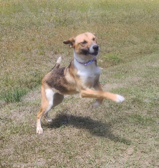 Enlarge Kelly, a ADOPTABLE mixed breed in Manhasset, NY image 3/6
