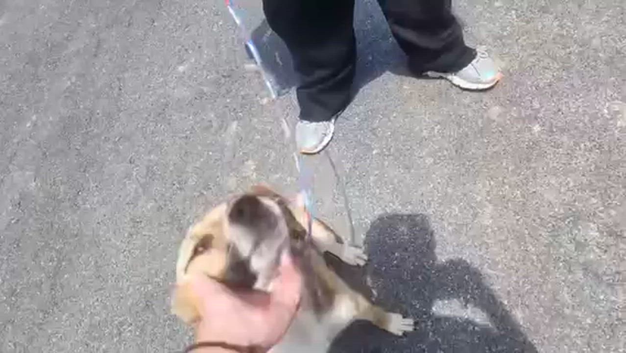 Enlarge Kelly, a ADOPTABLE mixed breed in Manhasset, NY video 4/6