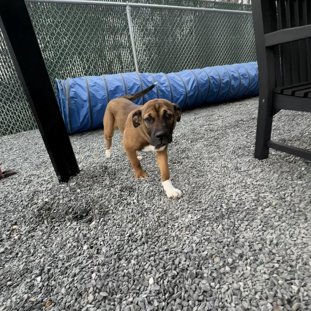 Enlarge Jane, a Adoptable mixed breed in Walnut Cove, NC image 2/6