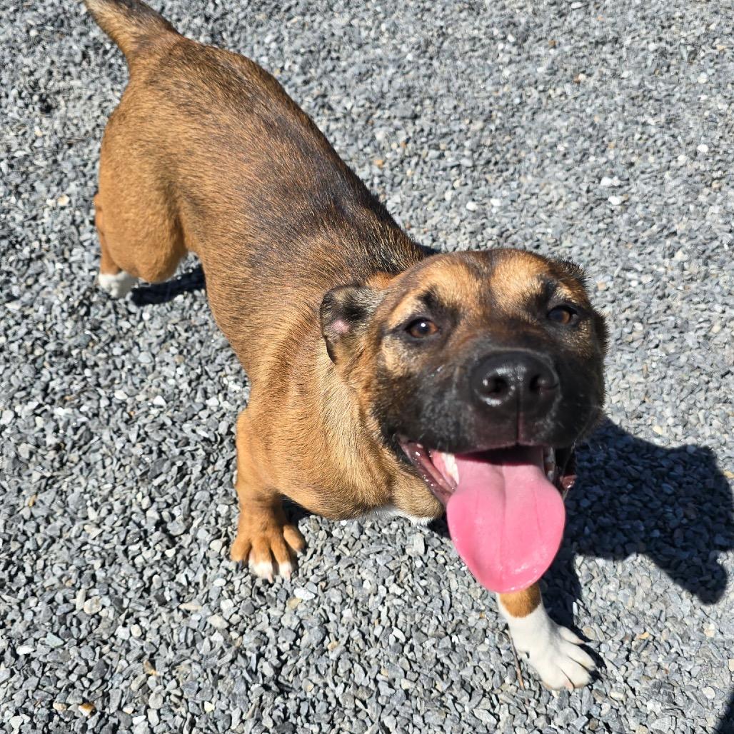 Enlarge Jane, a Adoptable mixed breed in Walnut Cove, NC image 3/6