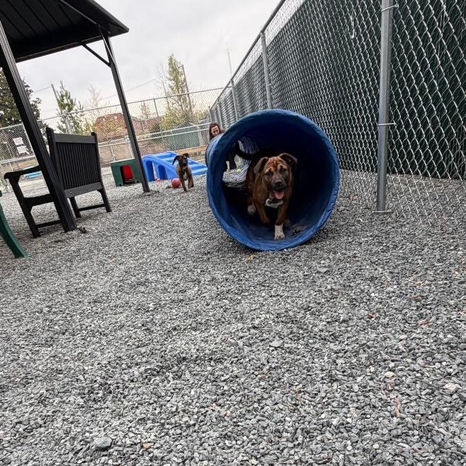 Enlarge Jane, a Adoptable mixed breed in Walnut Cove, NC image 4/6