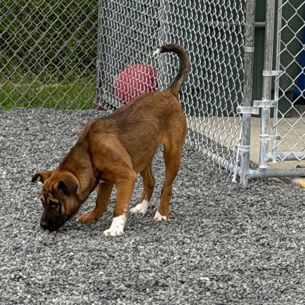 Enlarge Jane, a Adoptable mixed breed in Walnut Cove, NC image 5/6
