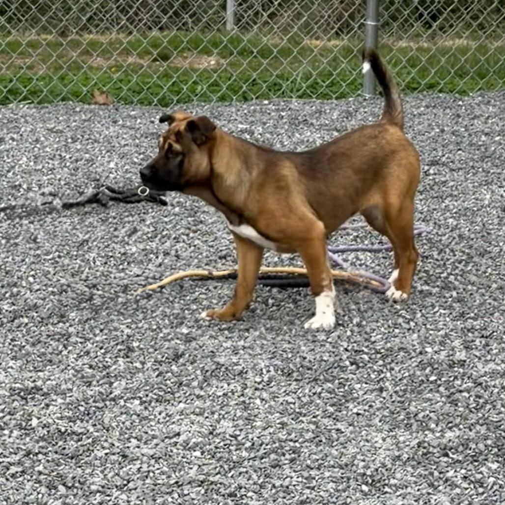 Enlarge Jane, a Adoptable mixed breed in Walnut Cove, NC image 6/6
